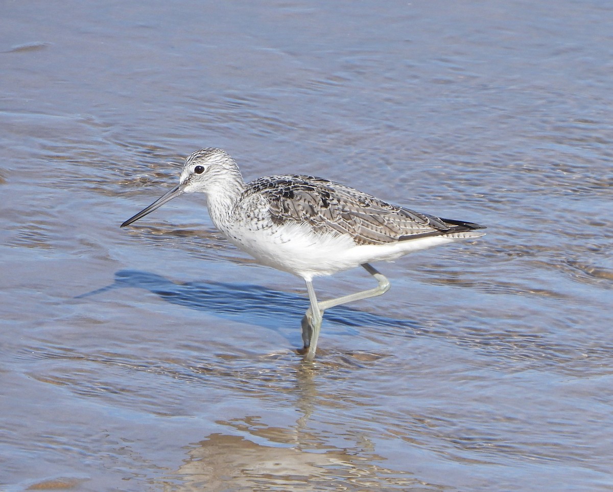 Common Greenshank - ML616212180