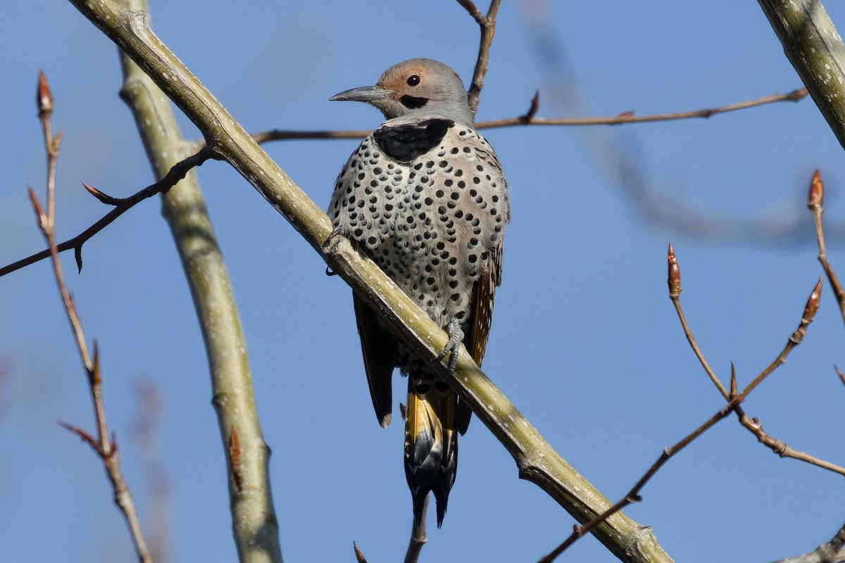 Northern Flicker (Yellow-shafted) - Kyle Landstra