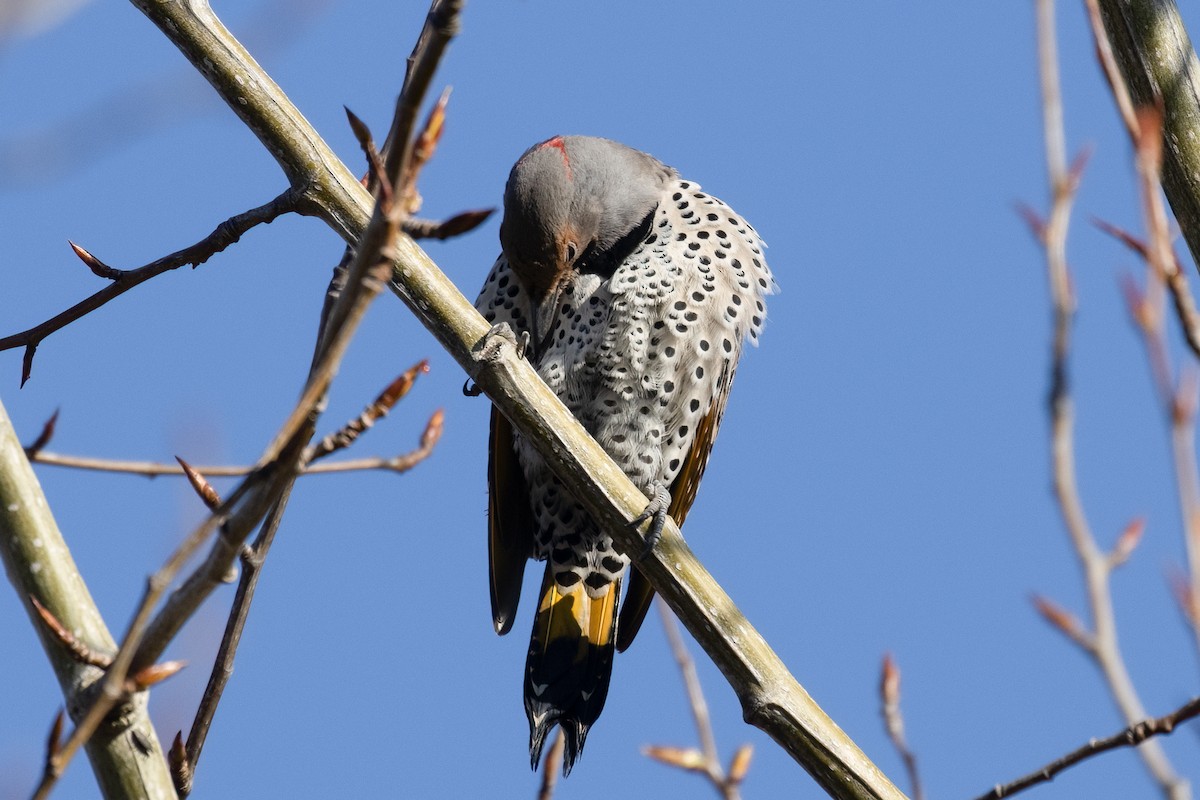 Northern Flicker (Yellow-shafted) - ML616212210