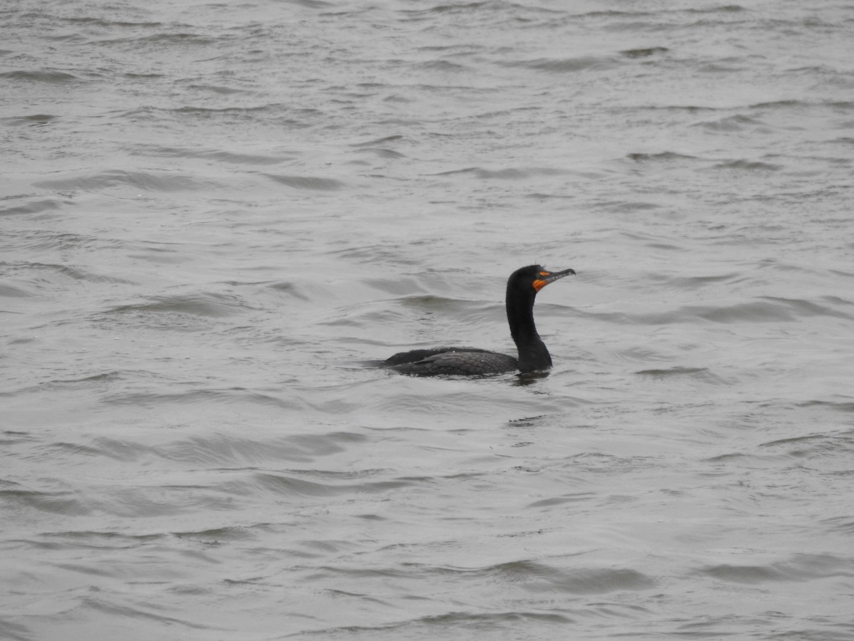 Double-crested Cormorant - ML616212227