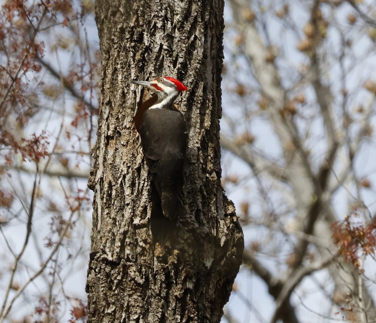 Pileated Woodpecker - ML616212255