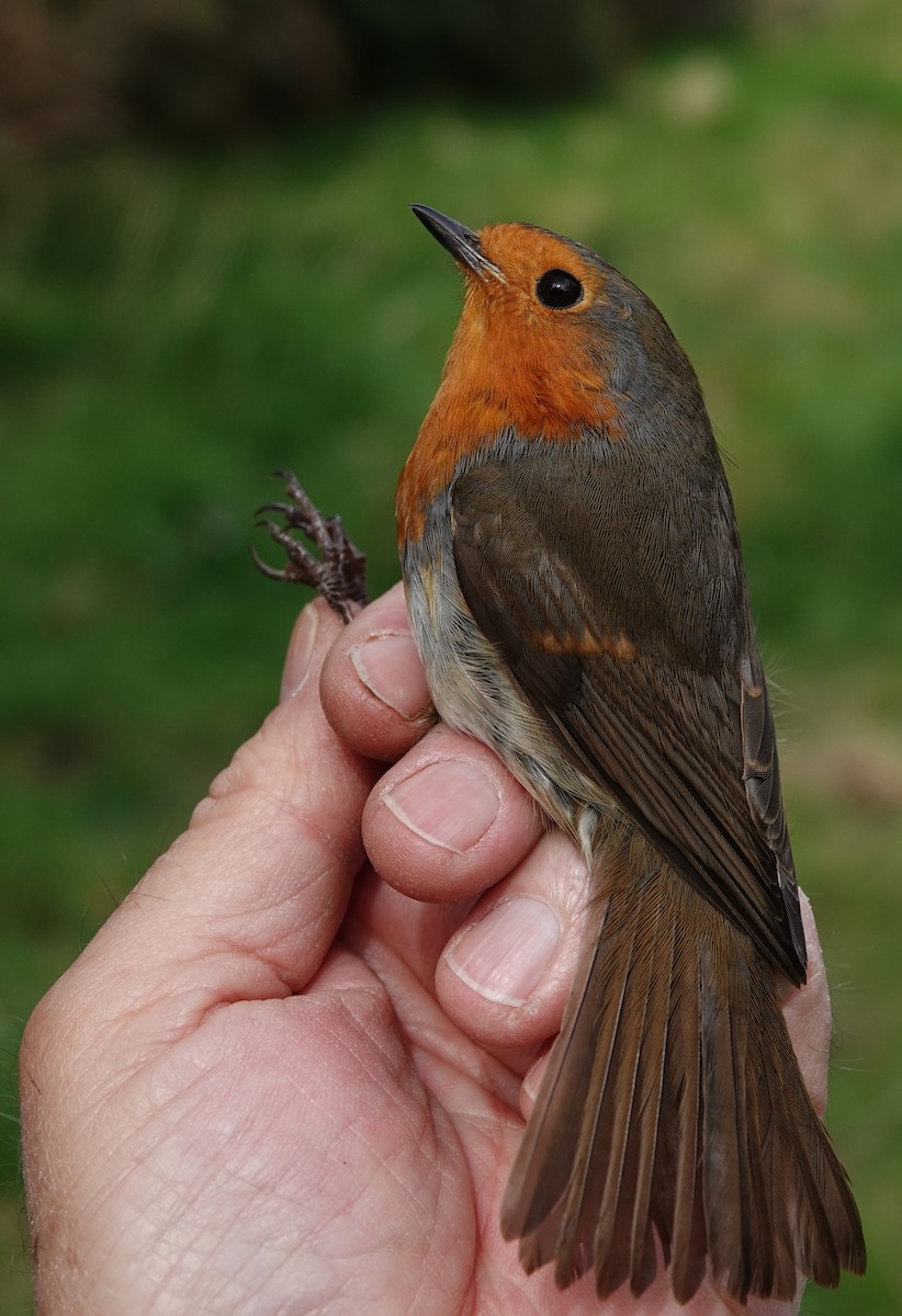 European Robin - Duncan Evered