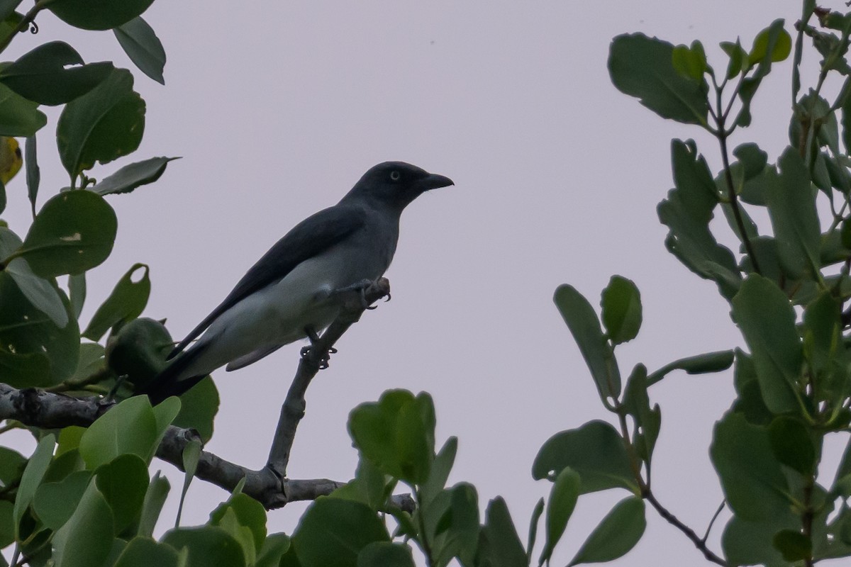 White-rumped Cuckooshrike - ML616212393