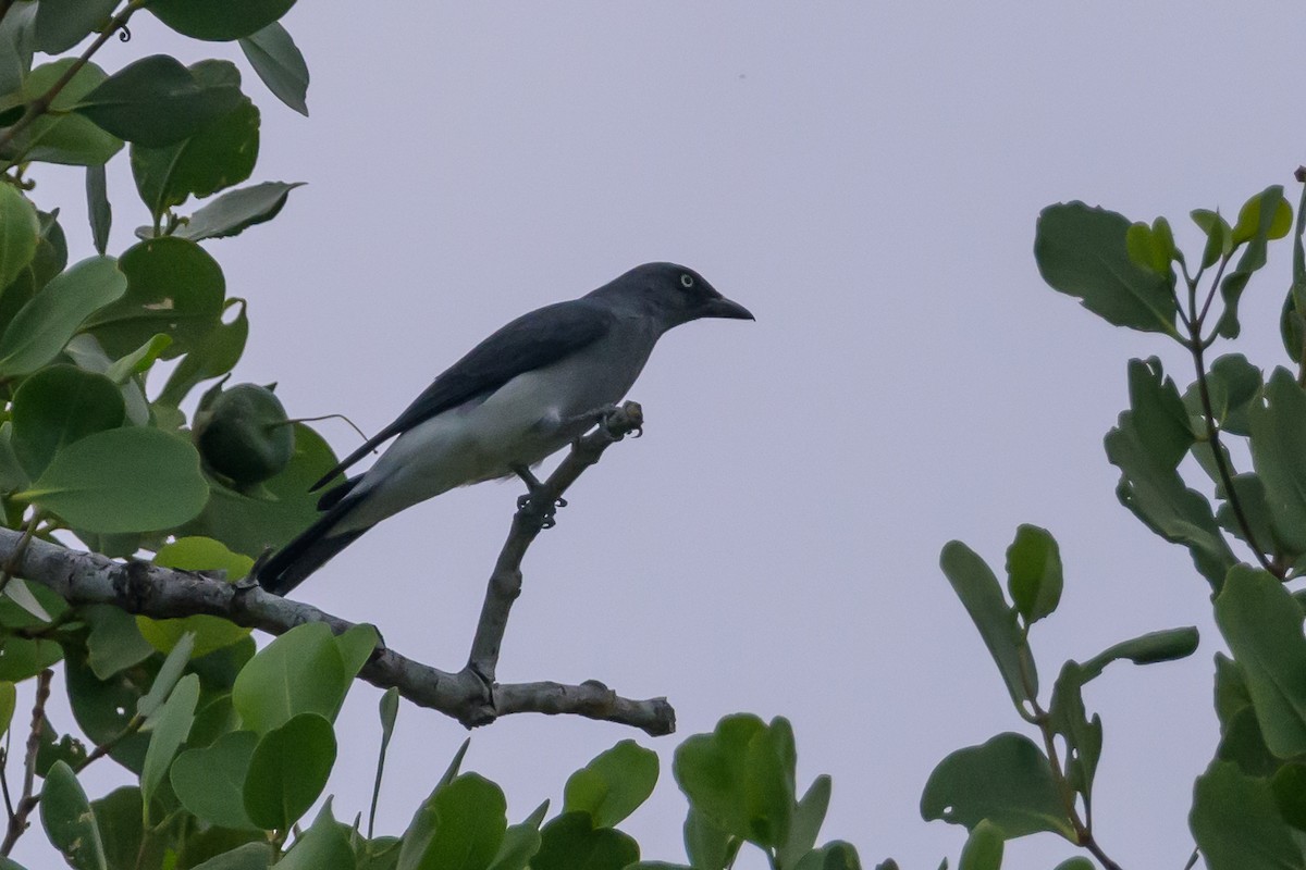 hvitgumplarveeter - ML616212404