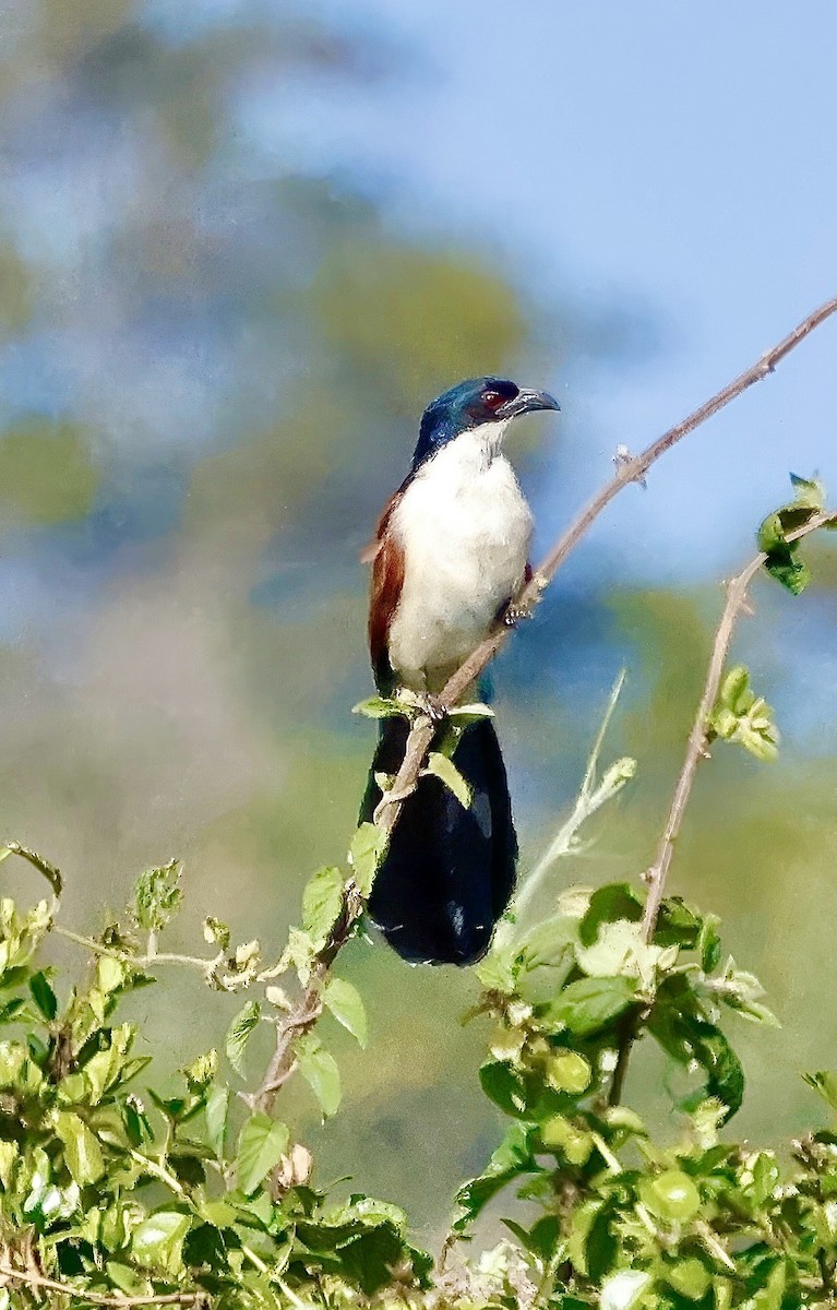 Coucal à nuque bleue - ML616212423