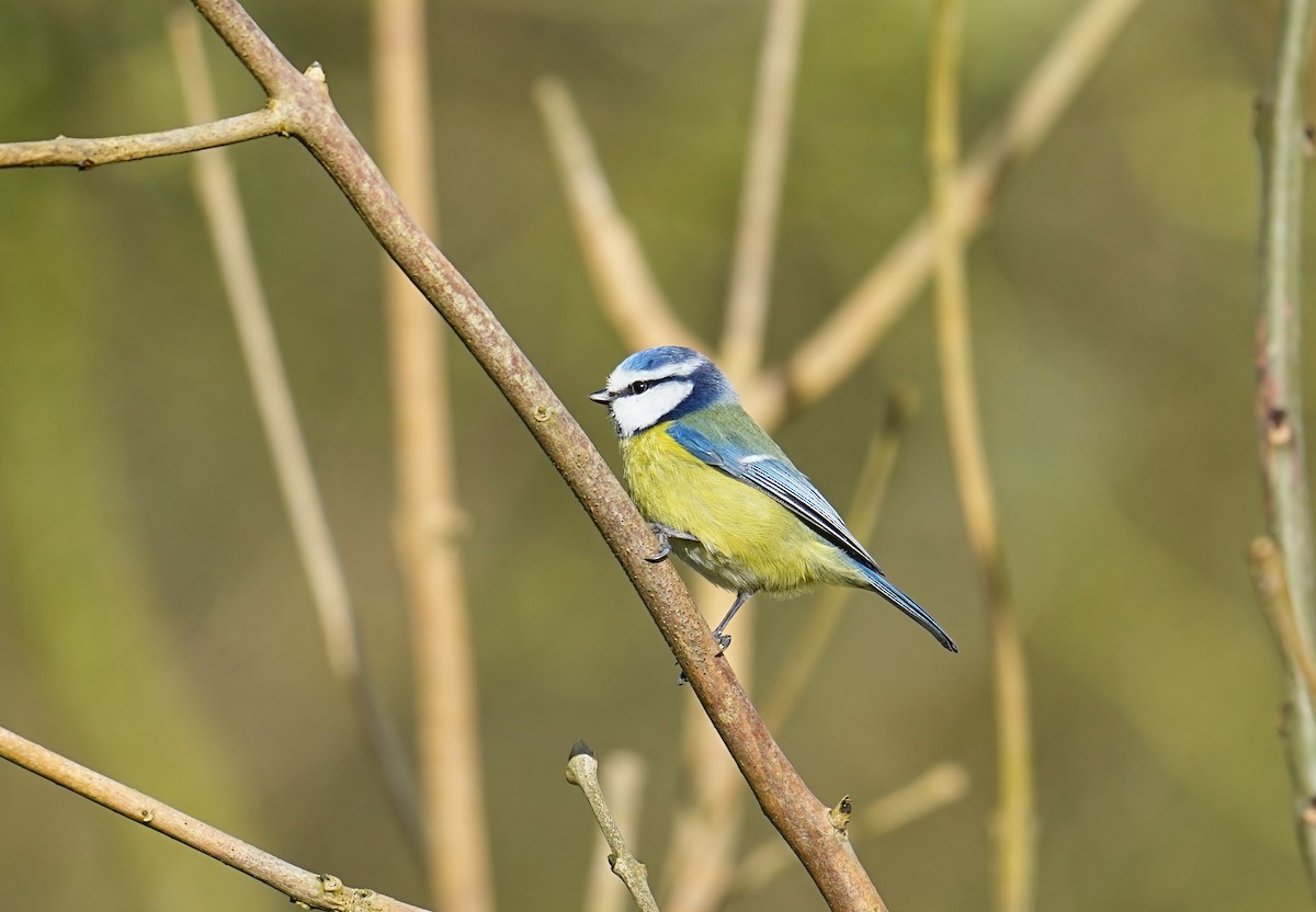 Eurasian Blue Tit - ML616212437