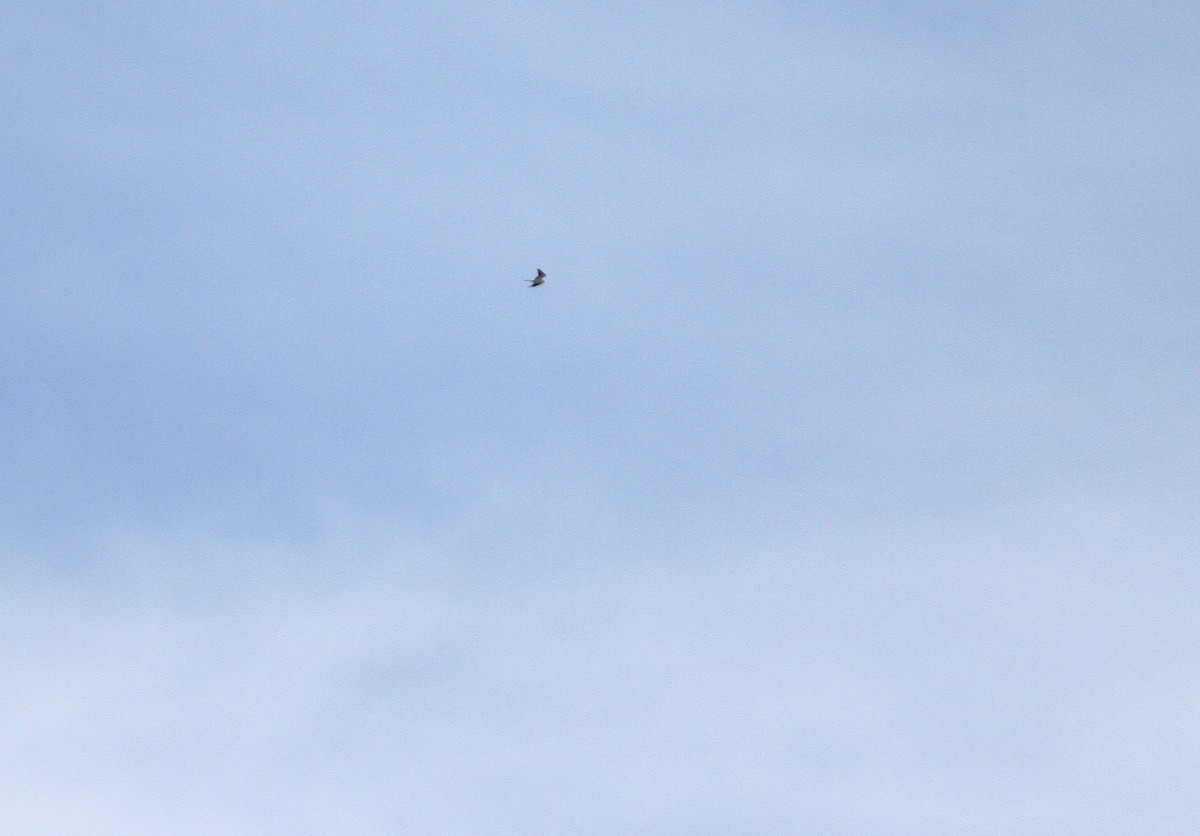 White-tailed Kite - ML616212456