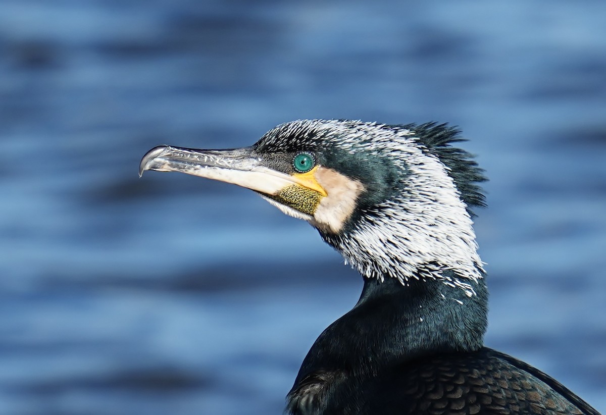 Great Cormorant - Martin Bond