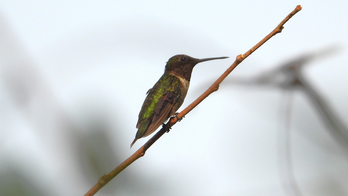 Ruby-throated Hummingbird - ML616212484