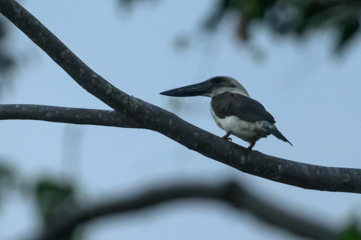 Great-billed Kingfisher - ML616212499