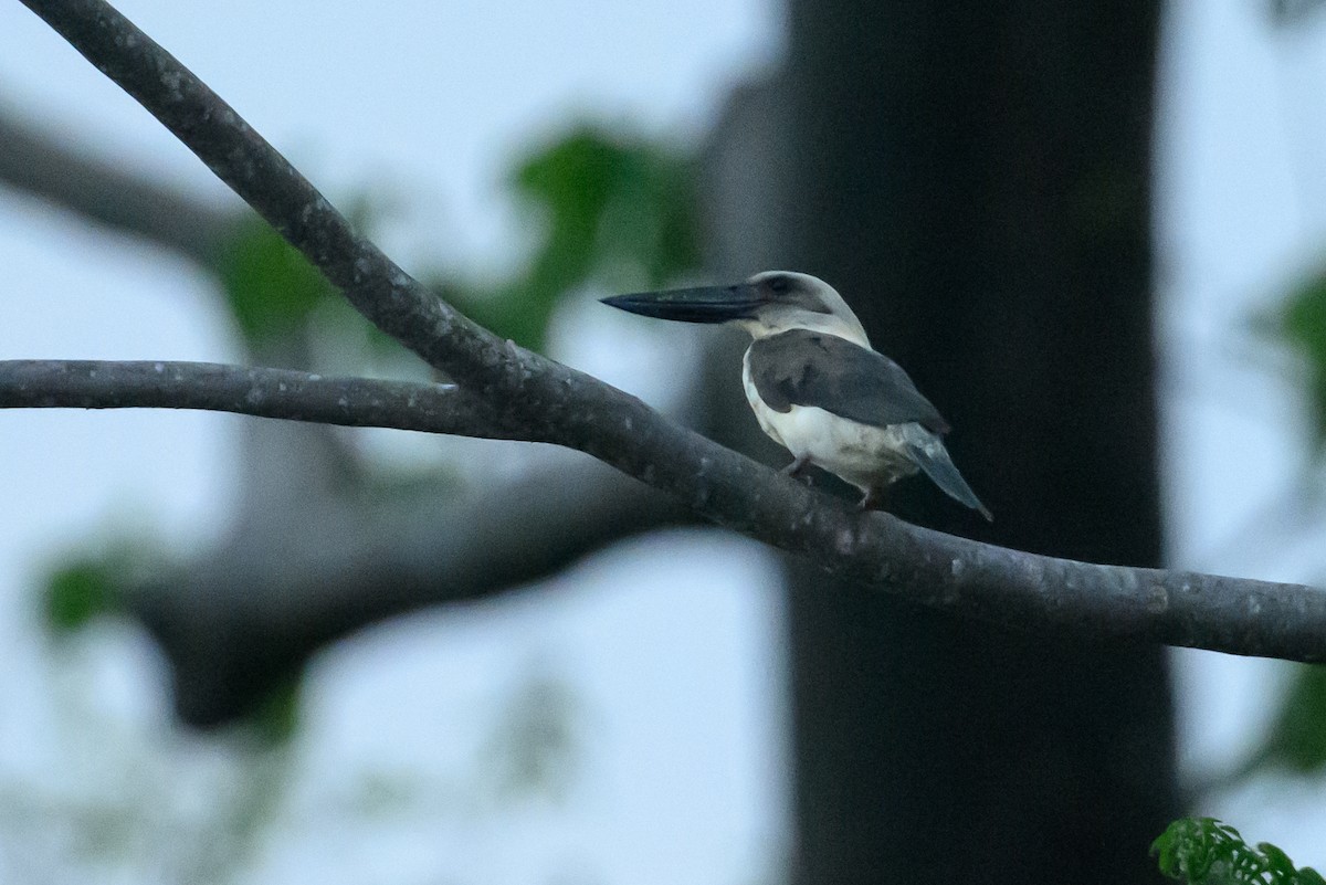 Great-billed Kingfisher - ML616212500