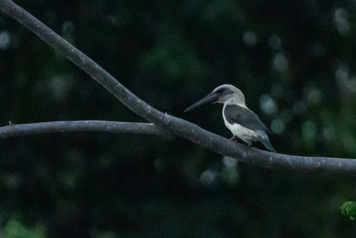 Great-billed Kingfisher - ML616212503