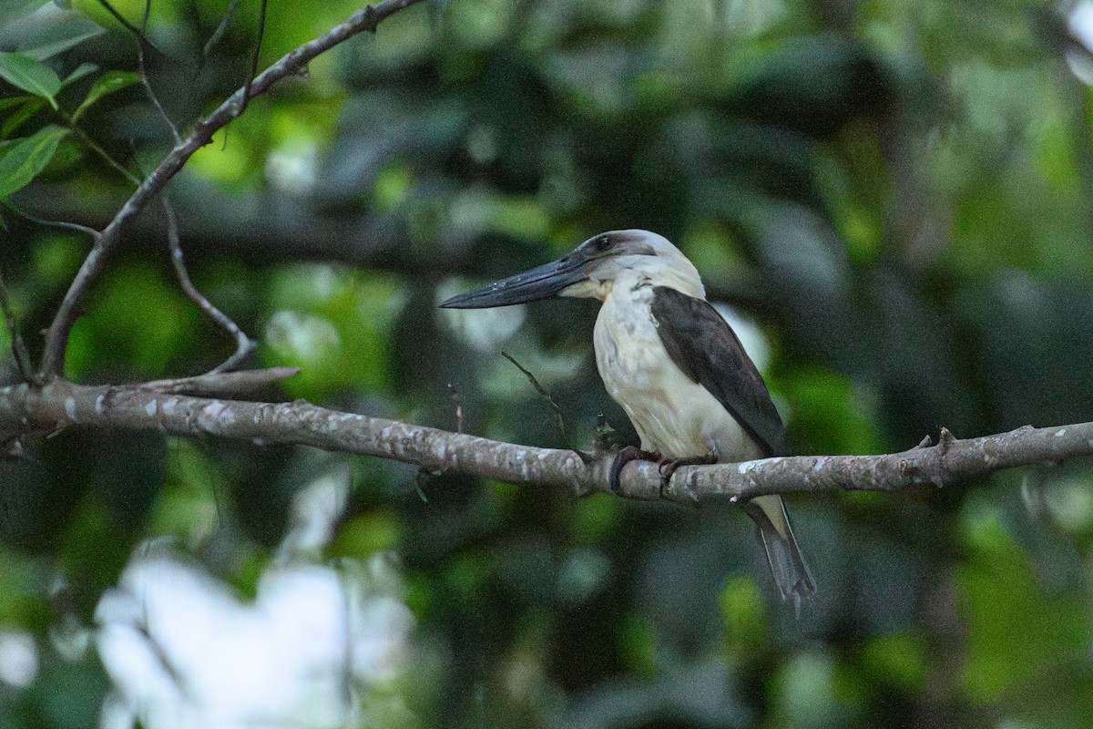 Great-billed Kingfisher - ML616212508