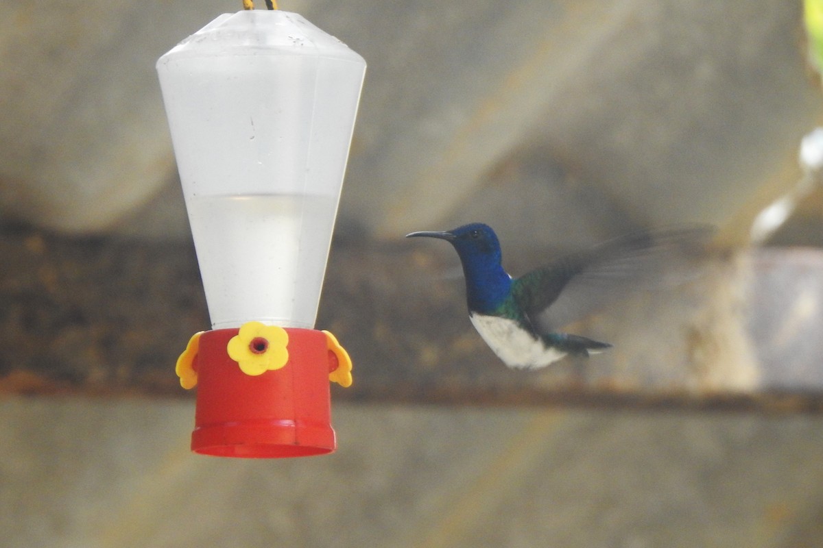 White-necked Jacobin - ML616212521