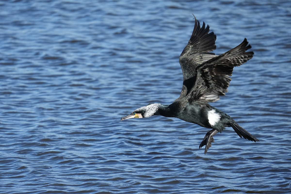 Great Cormorant - ML616212533