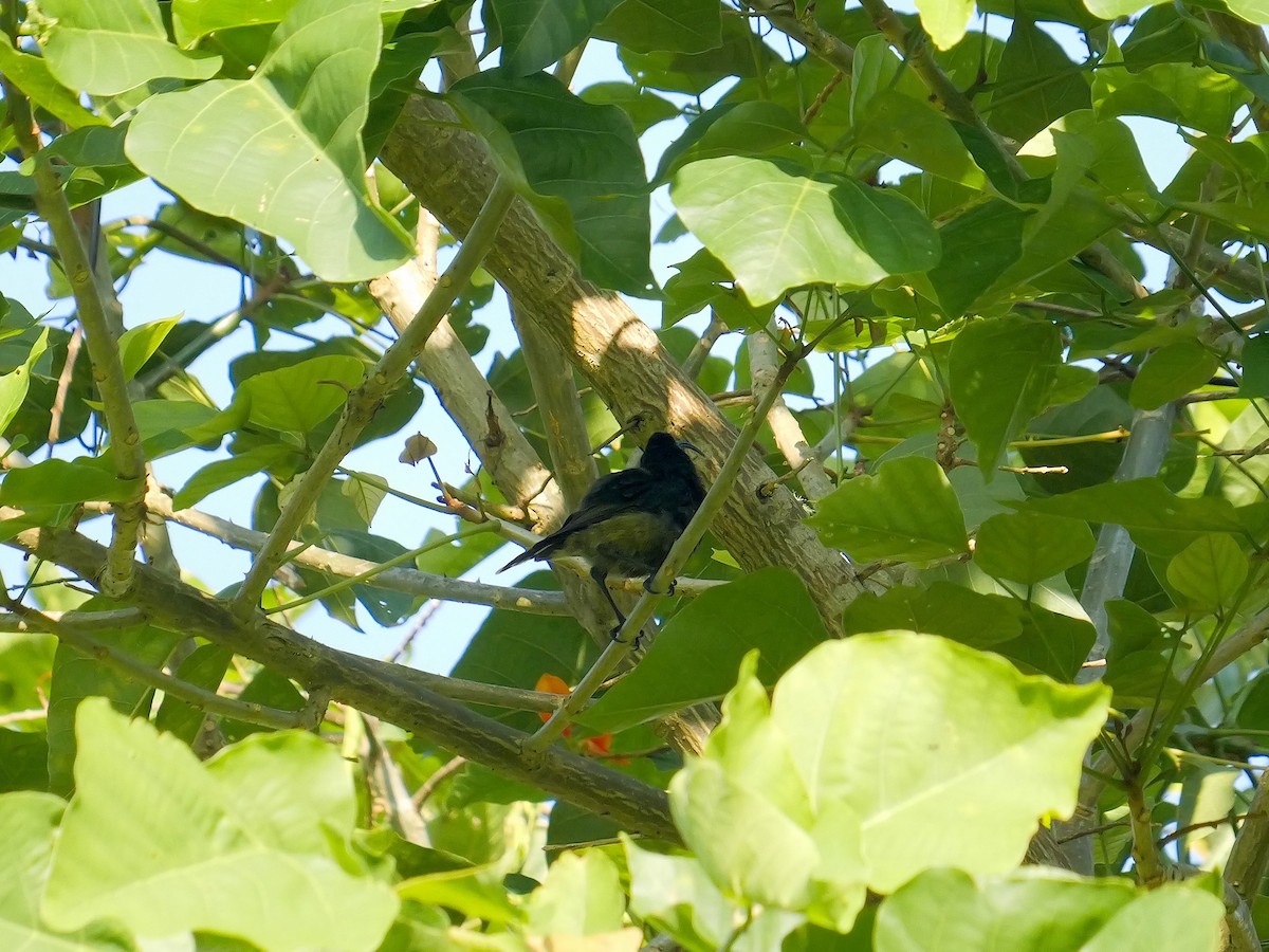 Sao Tome Sunbird - ML616212541