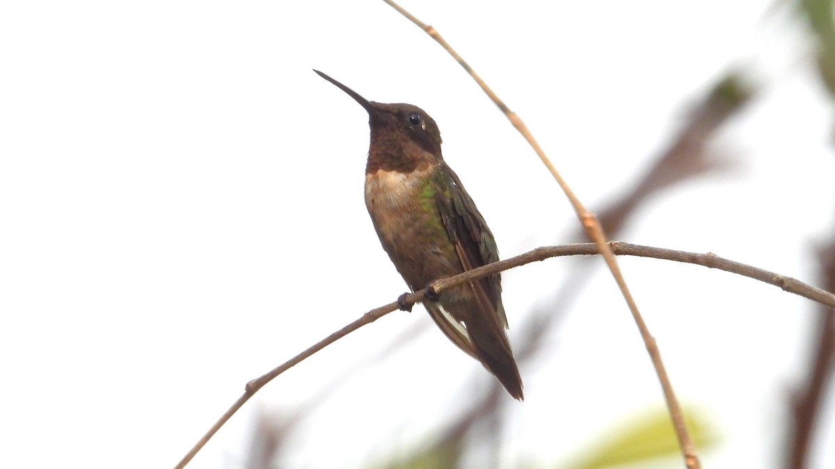 Ruby-throated Hummingbird - ML616212553