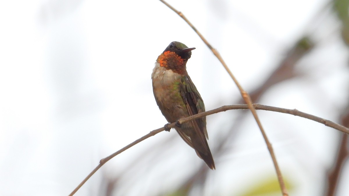 Ruby-throated Hummingbird - ML616212554