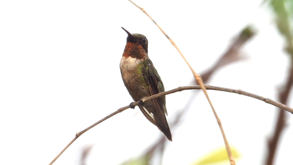 Ruby-throated Hummingbird - ML616212555