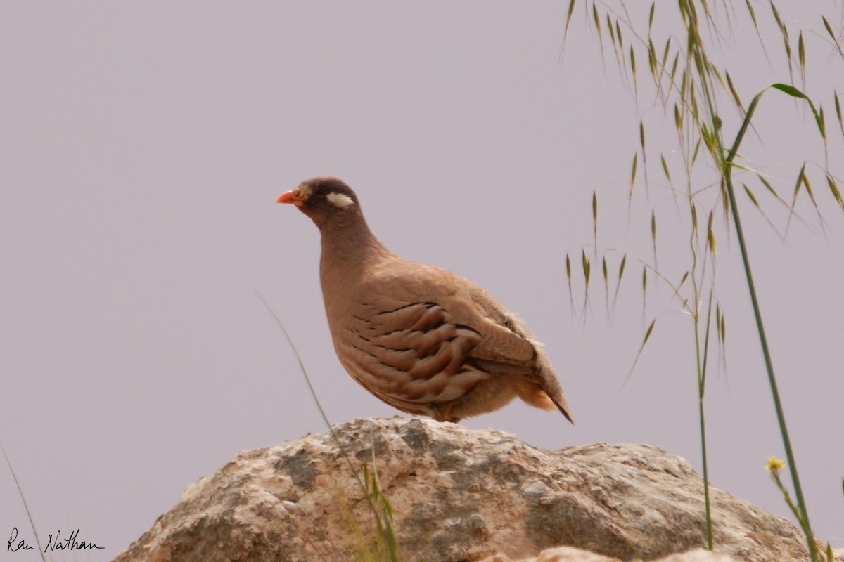 Sand Partridge - Ran Nathan