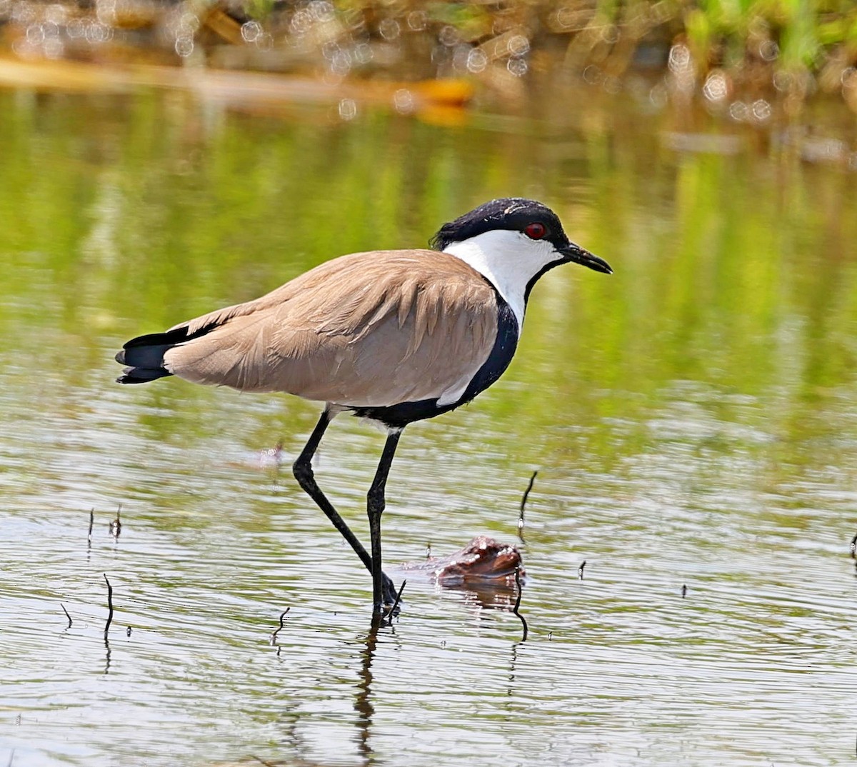 Spur-winged Lapwing - ML616212571
