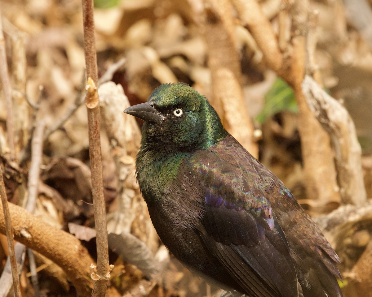 Common Grackle - ML616212574