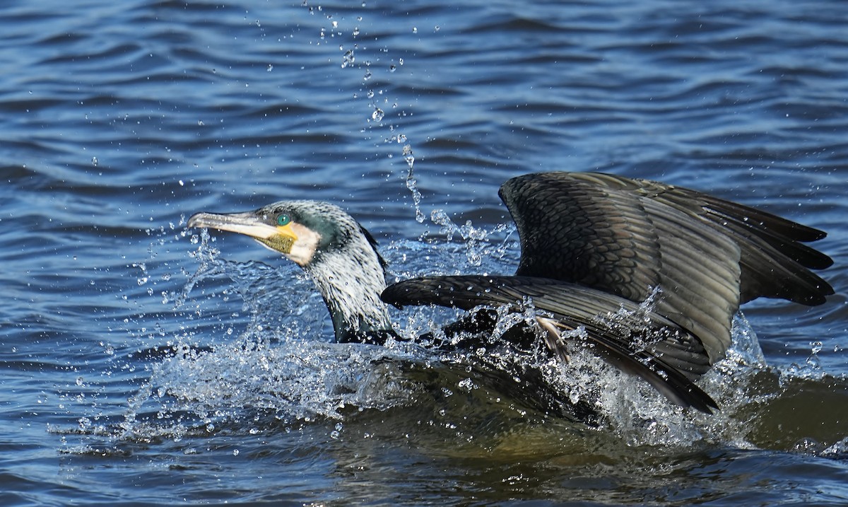 Great Cormorant - ML616212575