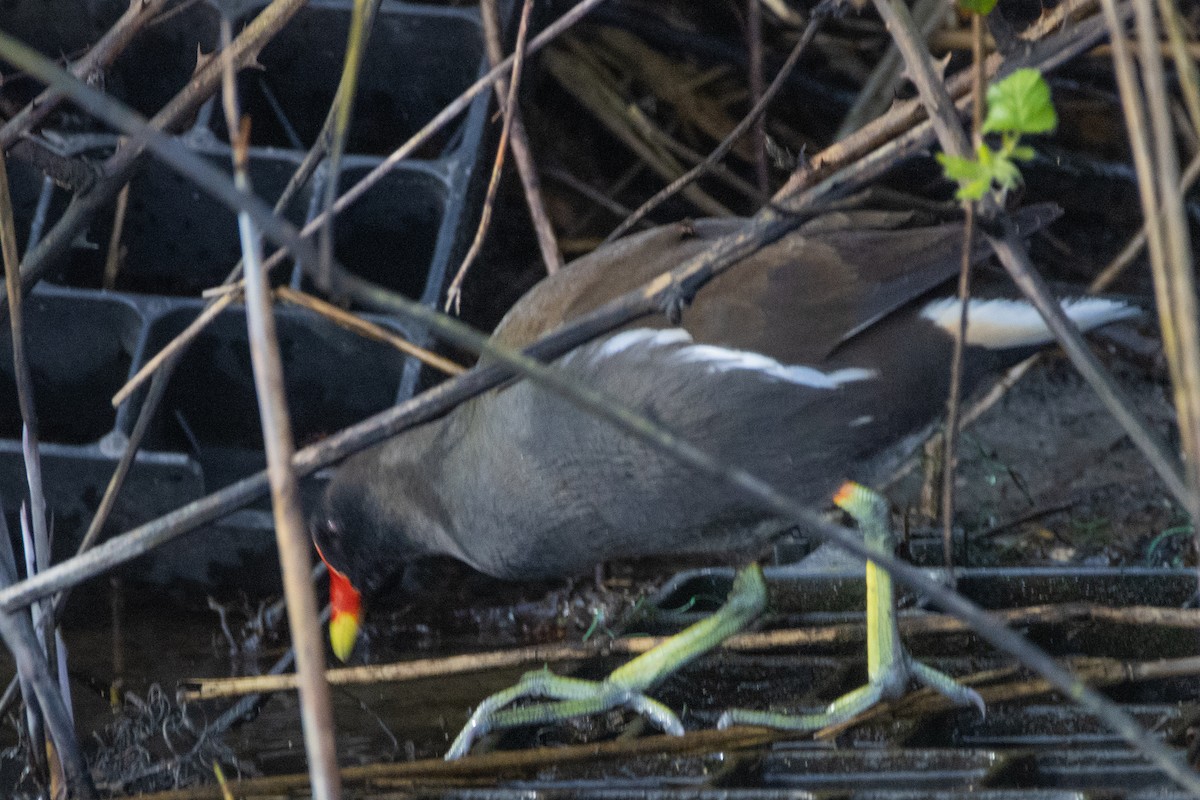 Gallinella d'acqua - ML616212580