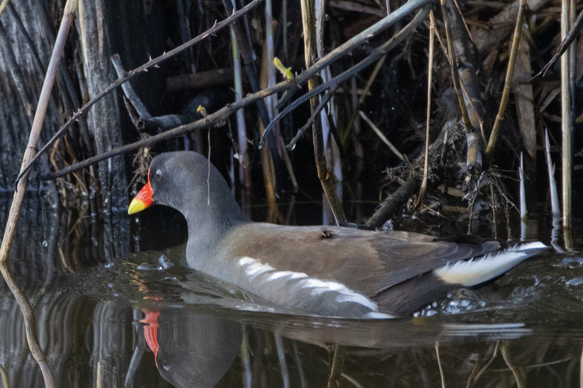 Gallinella d'acqua - ML616212581