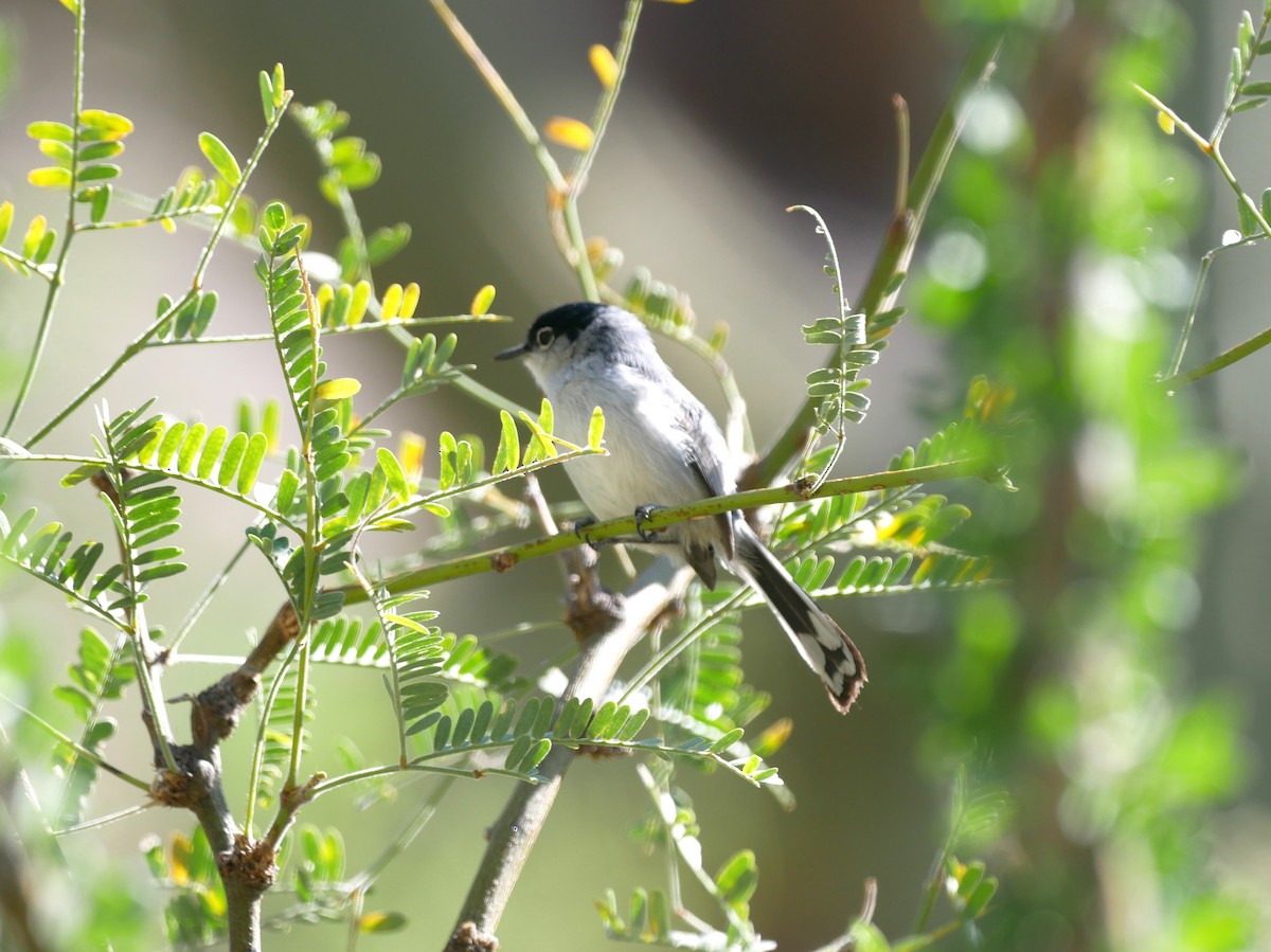 Black-tailed Gnatcatcher - ML616212585