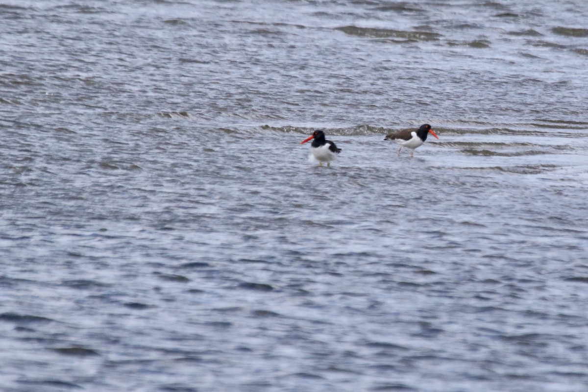 American Oystercatcher - Rick Newton