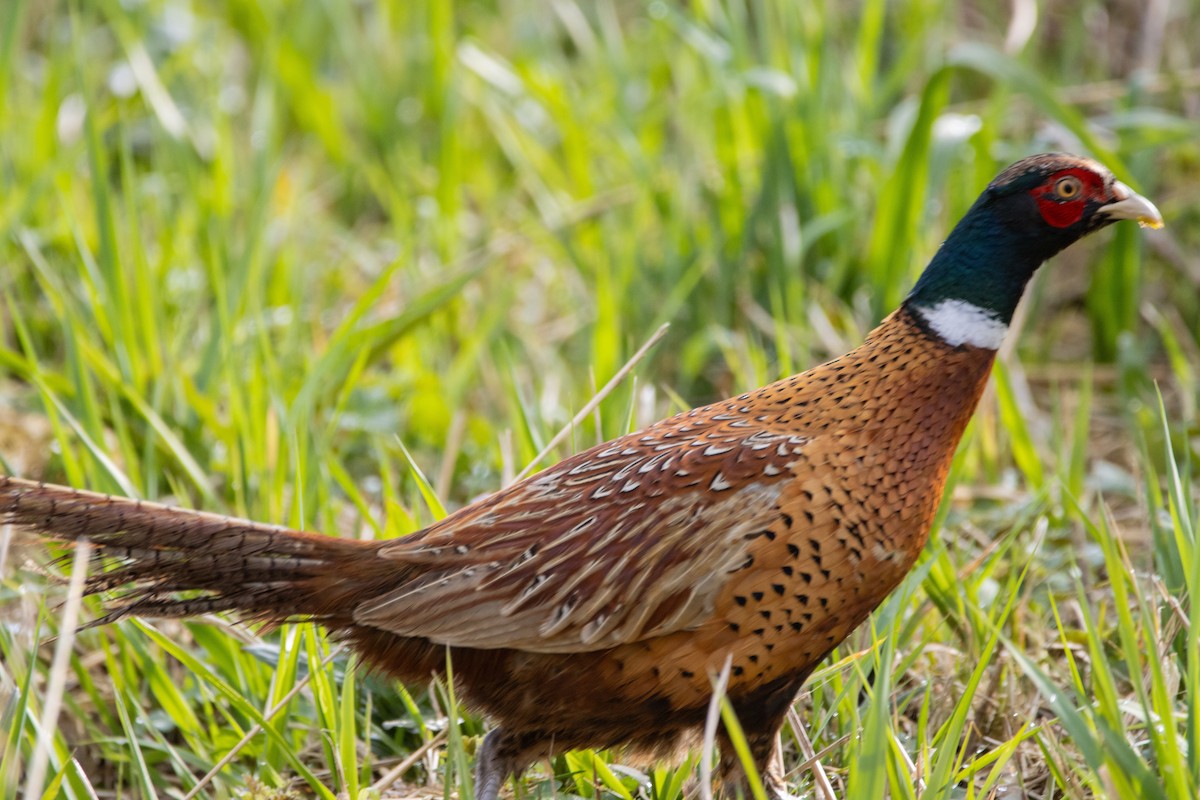 Ring-necked Pheasant - ML616212614