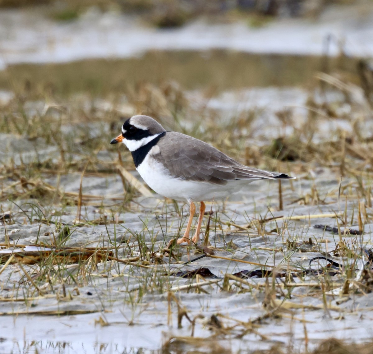 Common Ringed Plover - Cheryl Rosenfeld