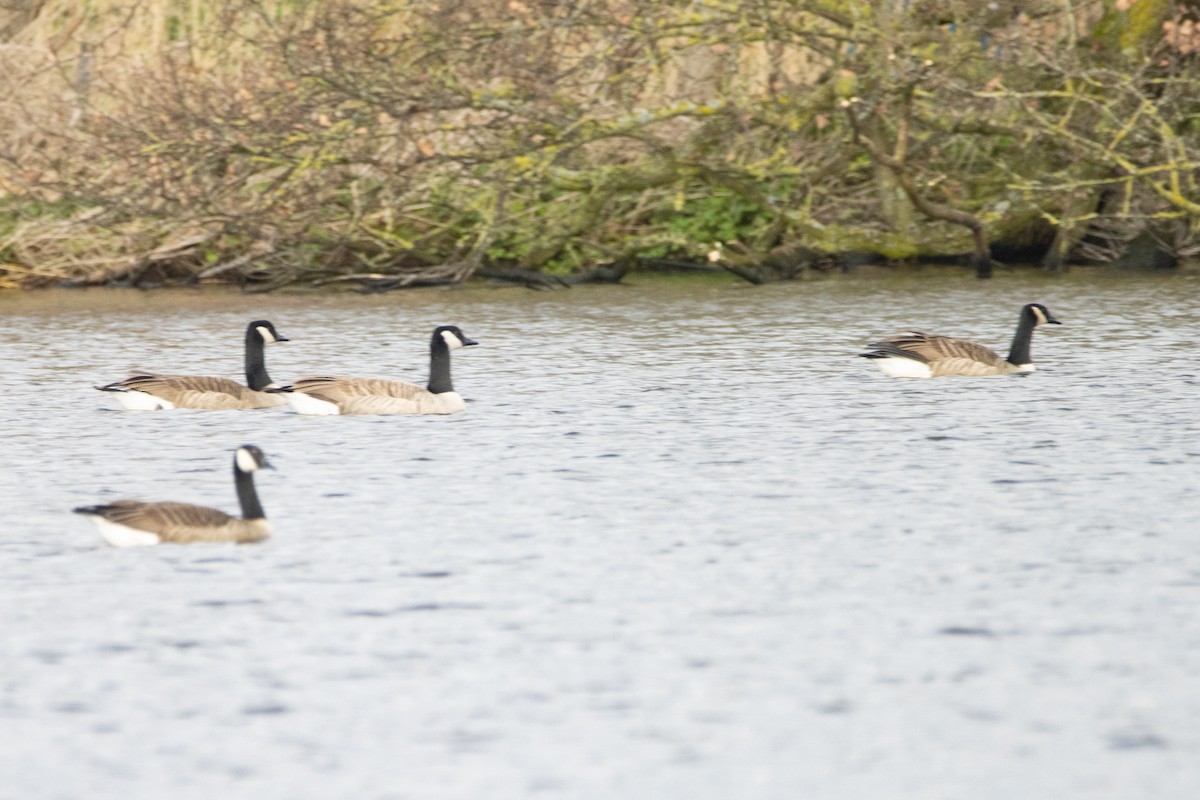 Canada Goose - ML616212659