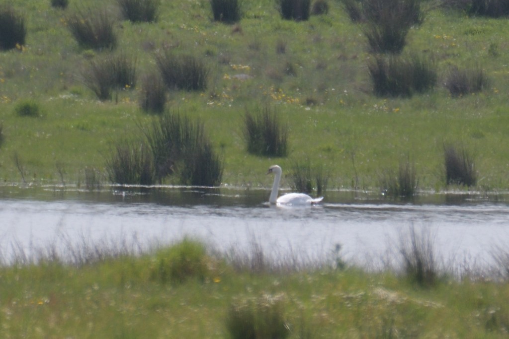 Cygne tuberculé - ML616212703