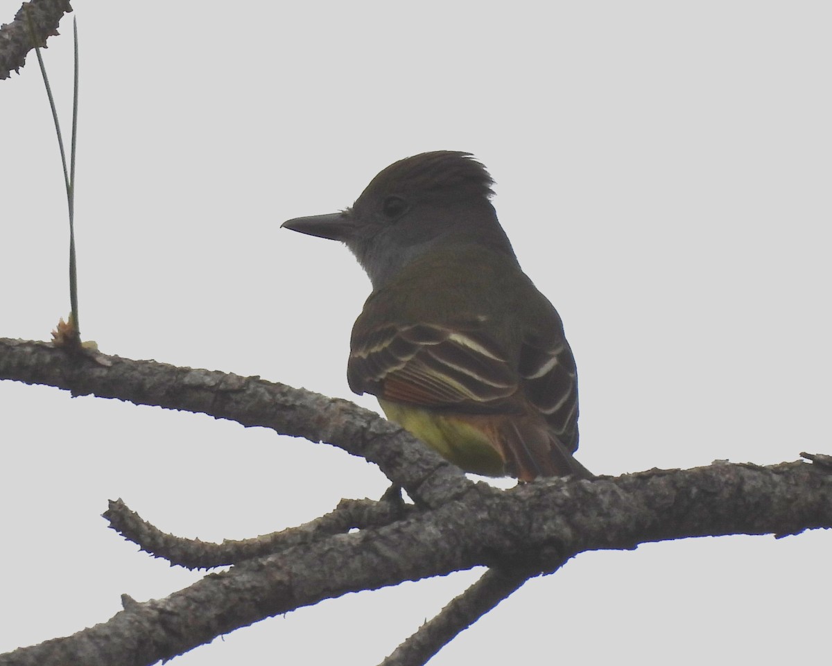 Great Crested Flycatcher - ML616212708