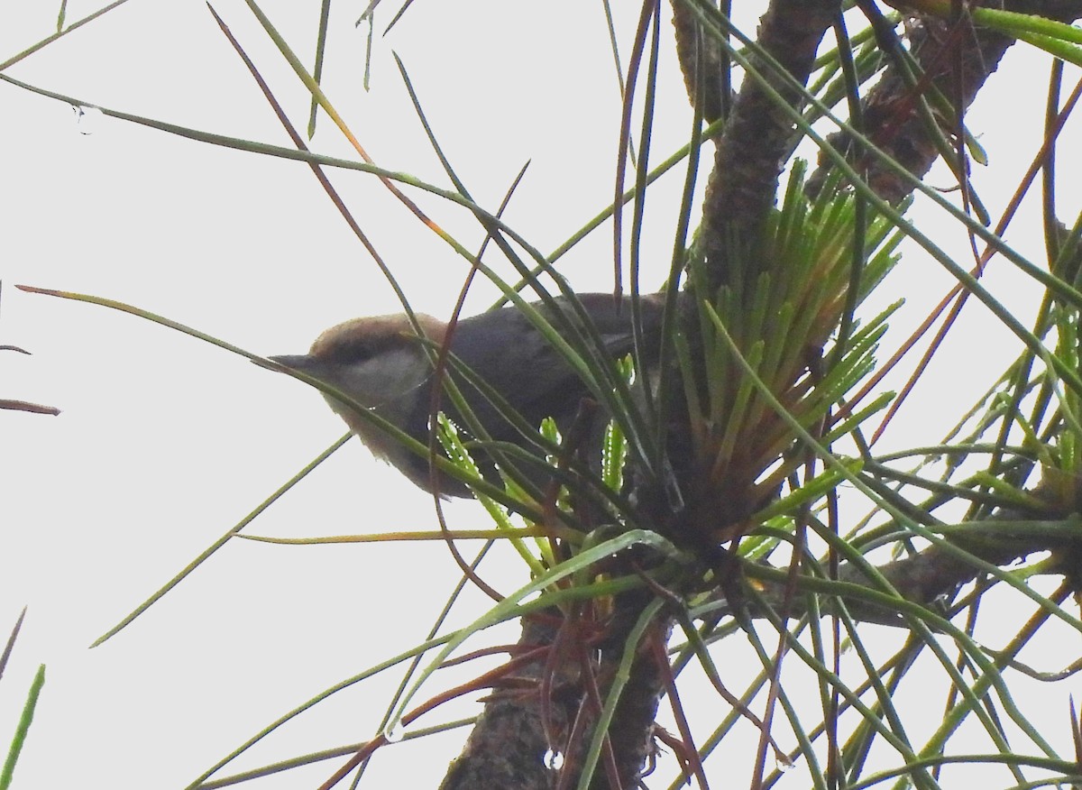 Brown-headed Nuthatch - ML616212709