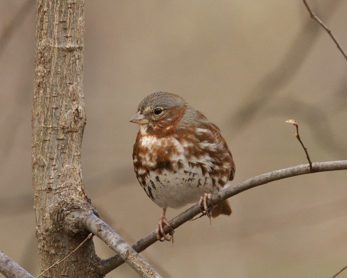 Fox Sparrow - ML616212711