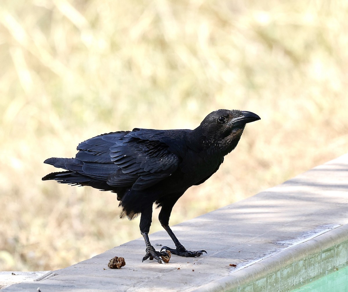 Fan-tailed Raven - ML616212714