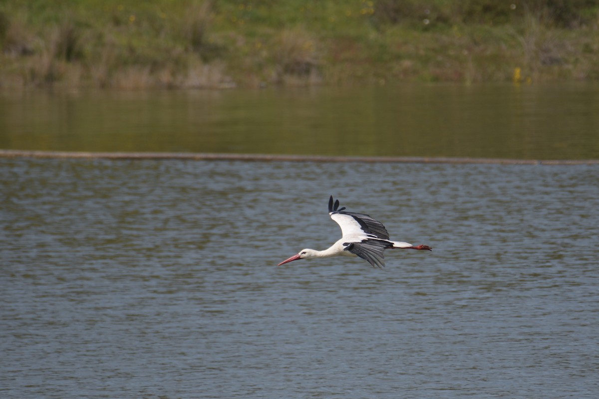 White Stork - Jorge  Safara