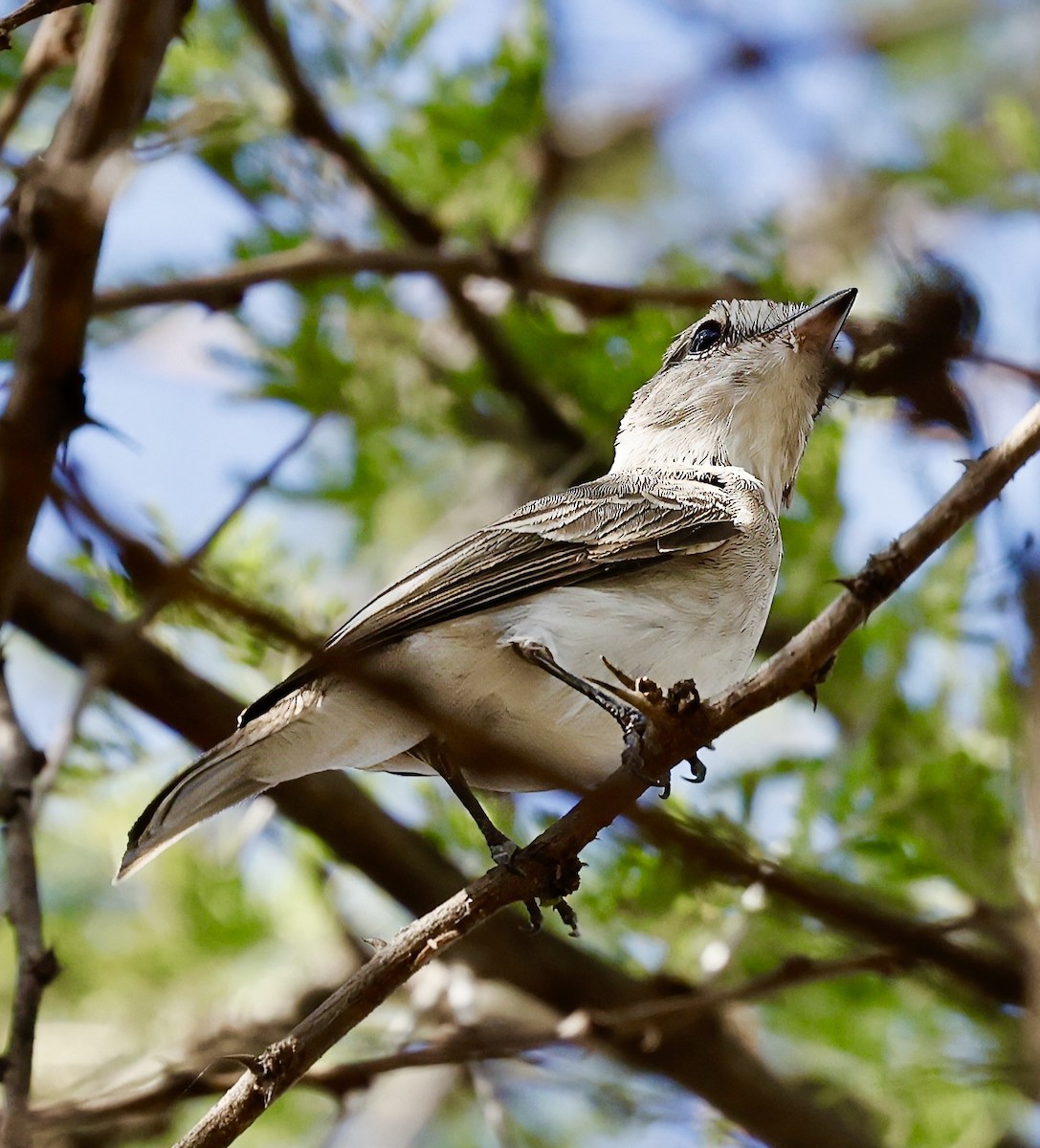 Gambaga Flycatcher - ML616212754