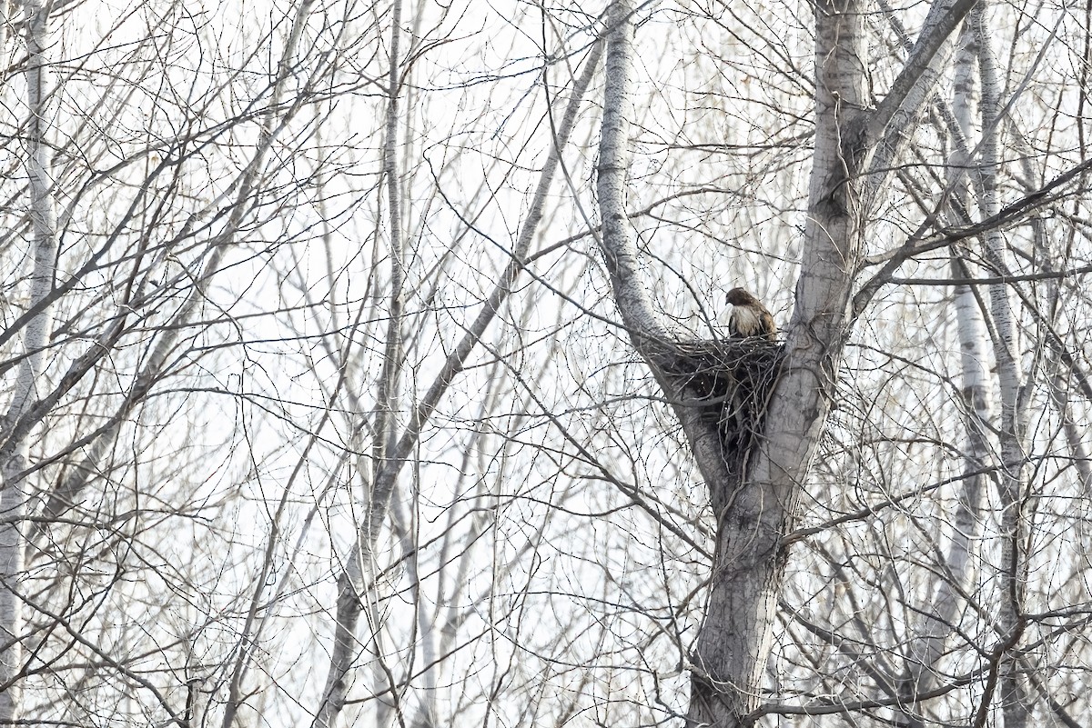 Red-tailed Hawk - Nicholas March