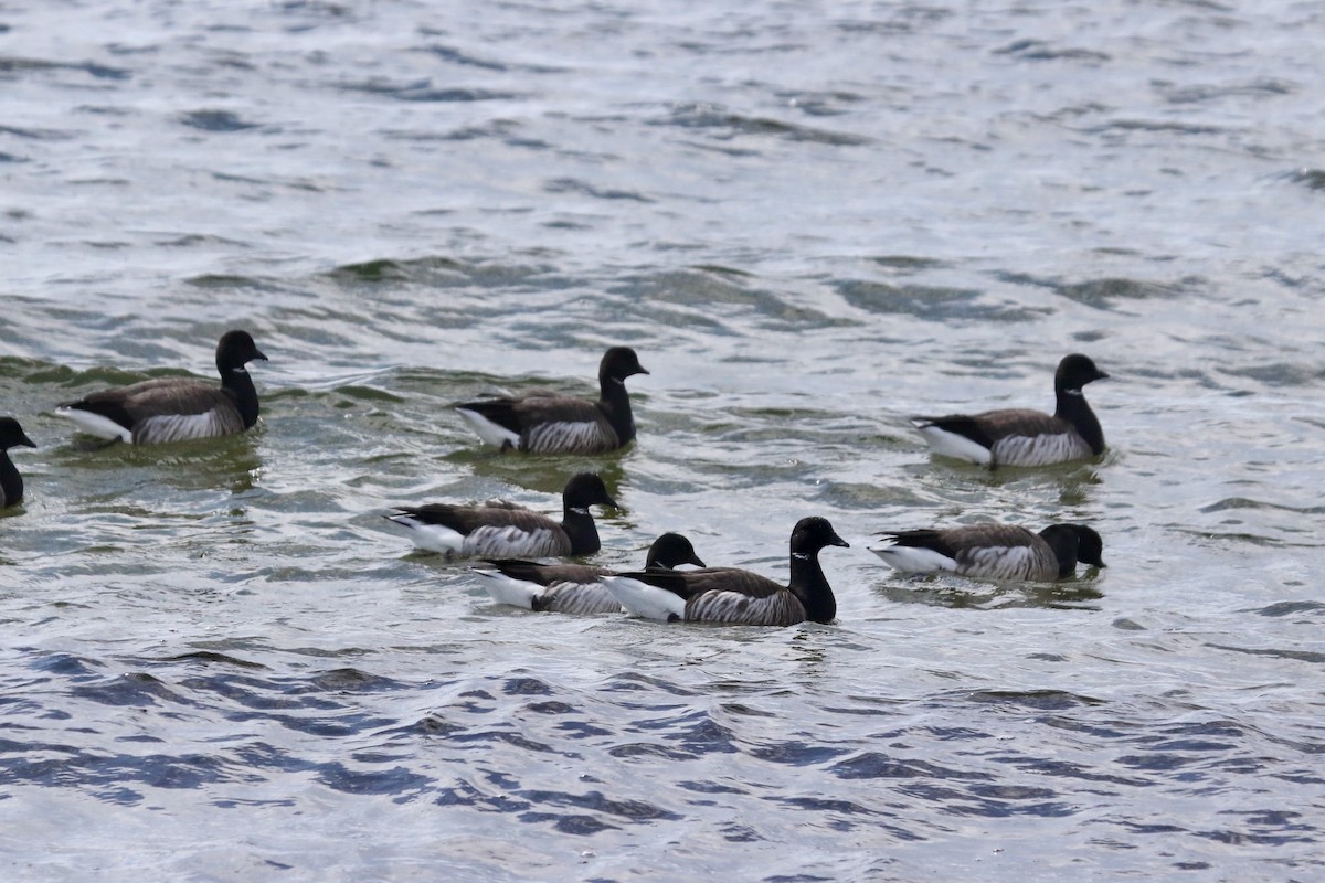 Brant - ML616212774