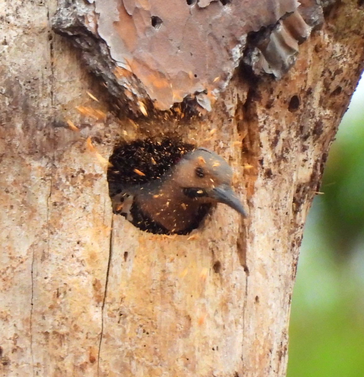 Northern Flicker - ML616212786