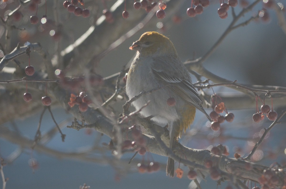 Pine Grosbeak - ML616212830