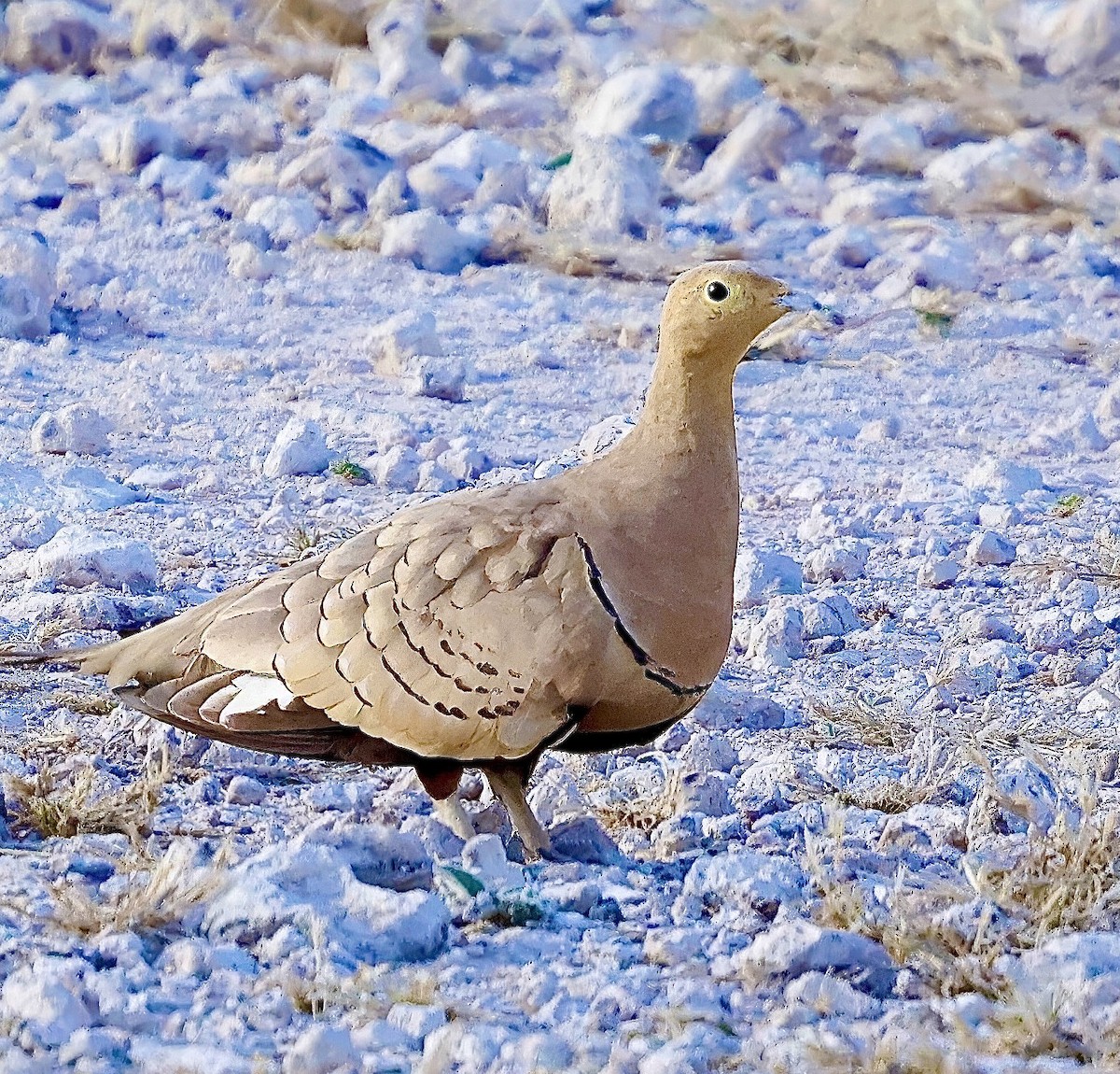 Chestnut-bellied Sandgrouse - ML616212831