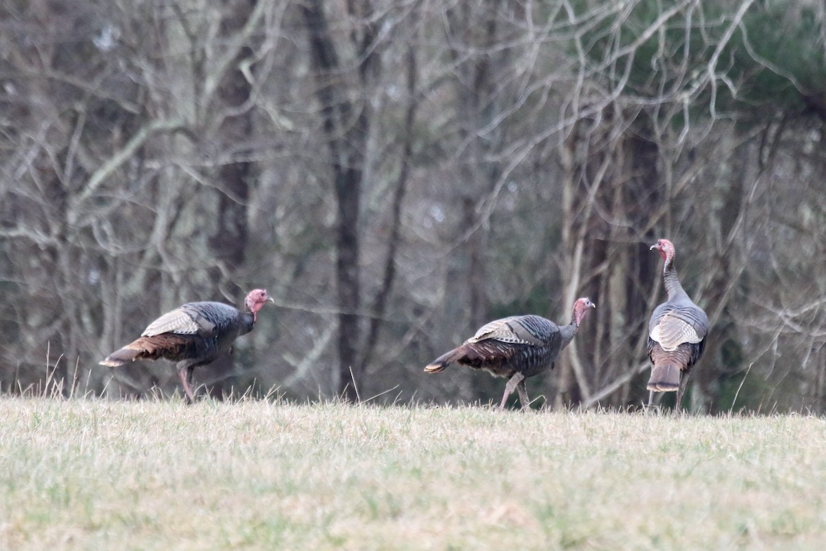 Wild Turkey - ML616212842