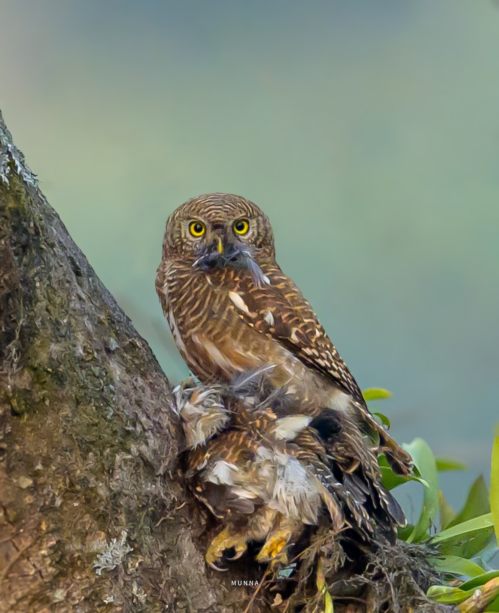 Asian Barred Owlet - ML616212921