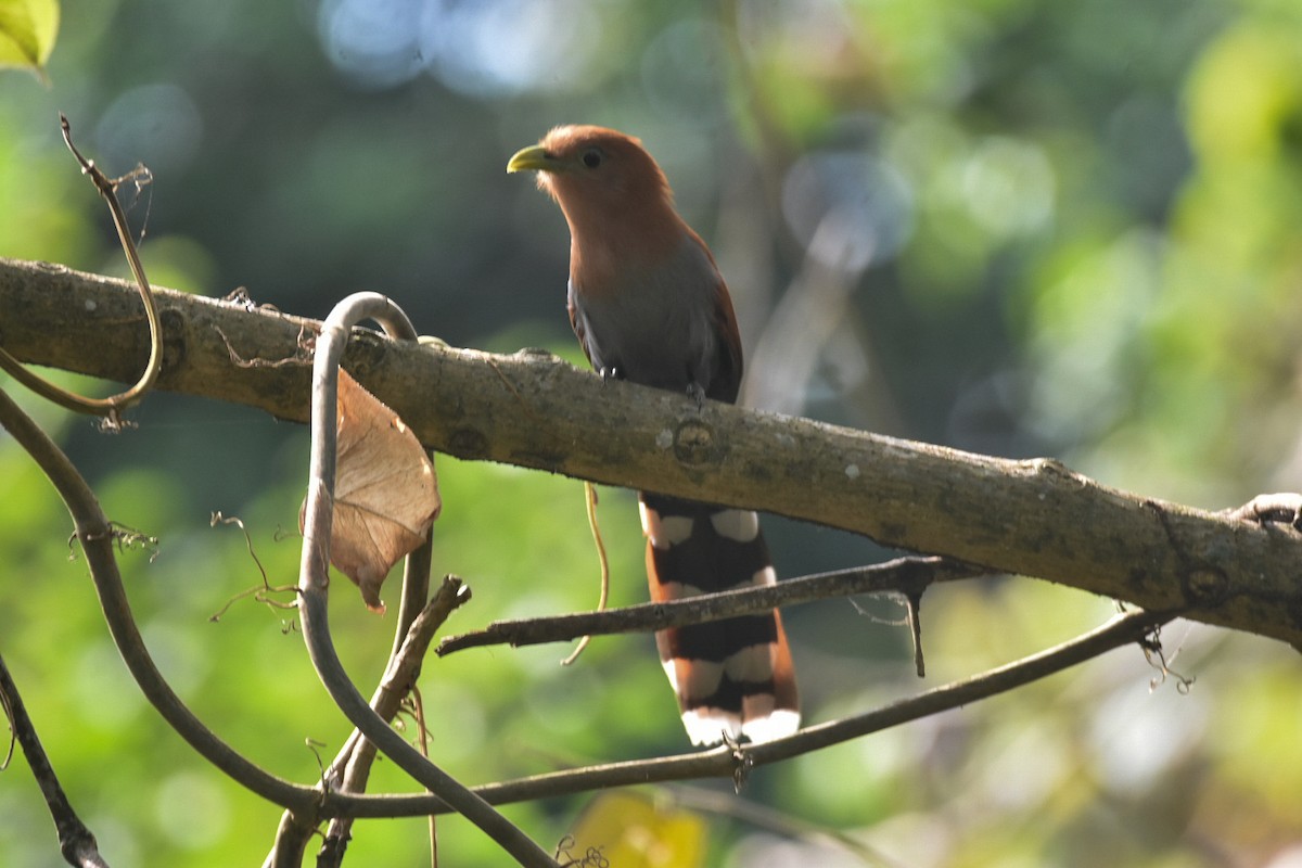 Squirrel Cuckoo - ML616212955