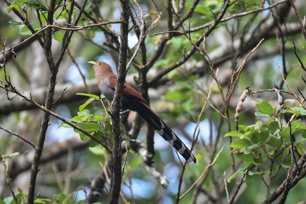 Squirrel Cuckoo - ML616212956